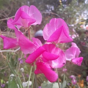 Meet your Posher, Denise